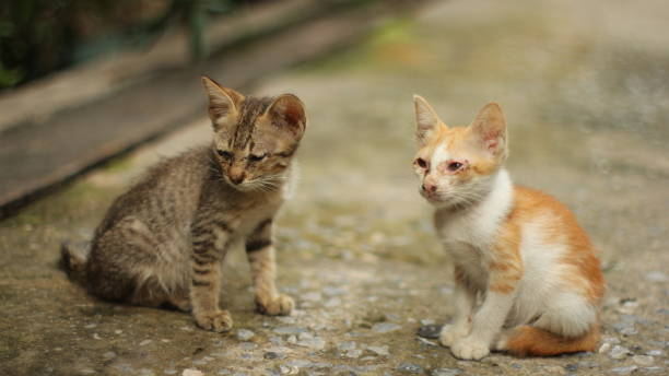 istock Stray Baby Cats pathetic 1052967224