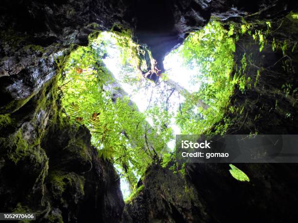 A View In Wilson Stump Looks Like Heart Shape In Yakushima Japan Stock Photo - Download Image Now