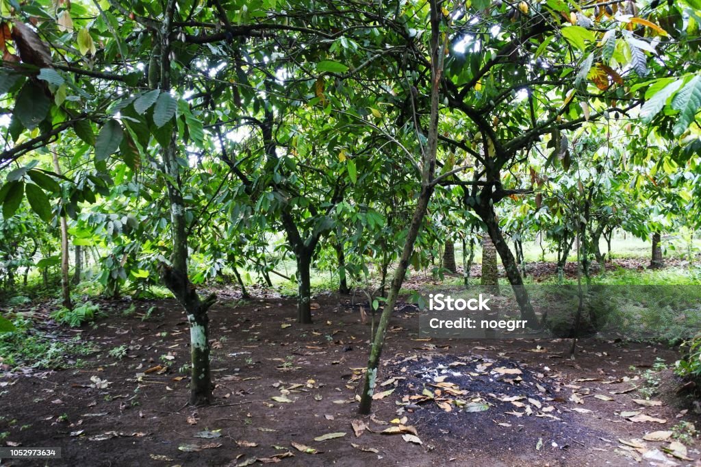 Cacao red pod plant Cacao red pod plant tree in natural farm Ghana Stock Photo