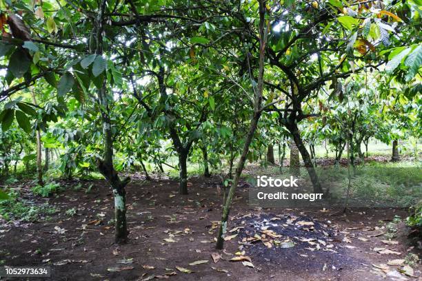 Cacao Red Pod Plant Stock Photo - Download Image Now - Ghana, Plantation, Cameroon