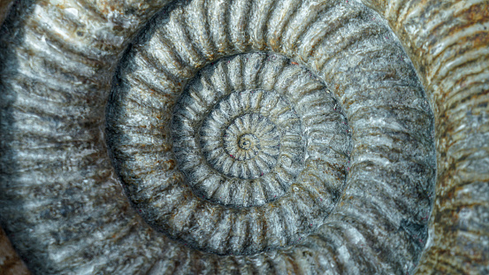 Ammonoids are an extinct group of marine mollusc animals in the subclass Ammonoidea of the class Cephalopoda. These molluscs are more closely related to living coleoids (i.e., octopuses, squid, and cuttlefish) than they are to shelled nautiloids such as the living Nautilus species. The earliest ammonites appear during the Devonian, and the last species died out during the Cretaceous–Paleogene extinction event.
