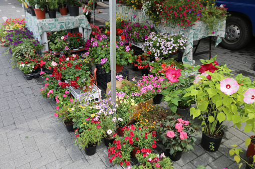 many potted flowers for sale at floreal market on the street