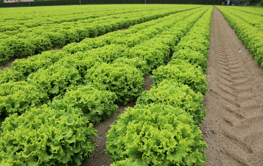 wide field of green romaine lettuce in summer