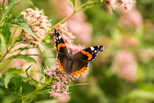 istock Butterfly breed Vanessa atalanta drinks nectar from a beautiful flower in a green field 1052977102