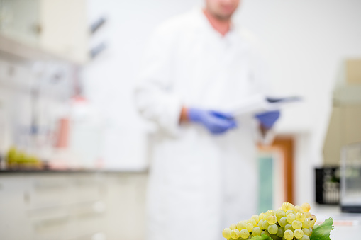 White Grape Bunch With Researcher in Background.
