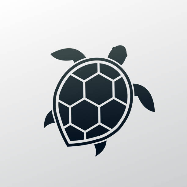 sea turtle sea turtle. eps 10 vector file sea turtle stock illustrations