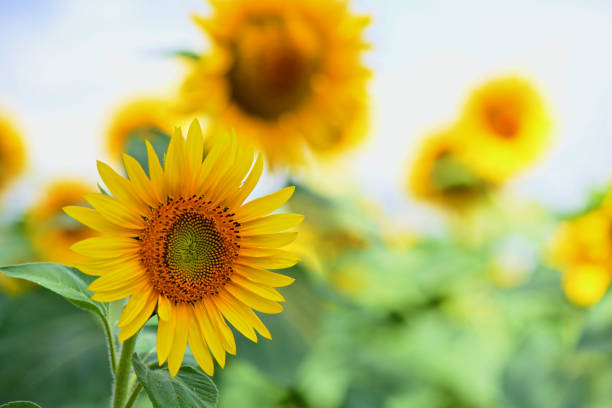 istock Sunflower Field - Helianthus annuus 1052984586
