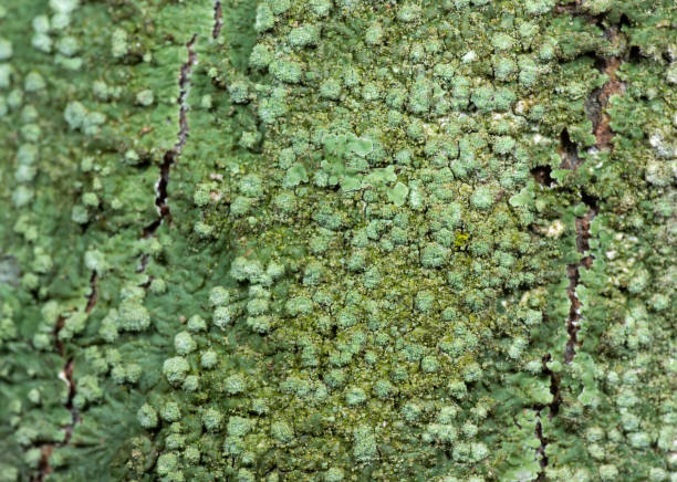 istock Macro Photo of Crustose lichen on Tree Bark 1052986388