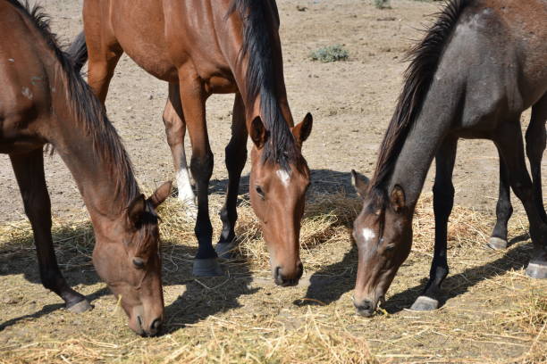 istock Horse herd in eating time 1052989264