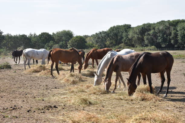 istock Horse herd in eating time 1052989268