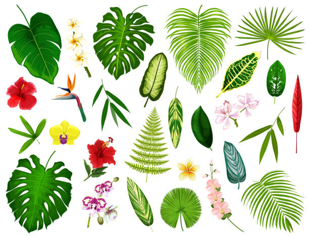 ilustraciones, imágenes clip art, dibujos animados e iconos de stock de hojas de plantas y flores exóticas tropicales, vector - hawaiian orchid