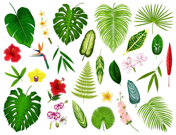 열 대 이국적인 식물과 꽃 잎, 벡터 - hawaiian orchid stock illustrations