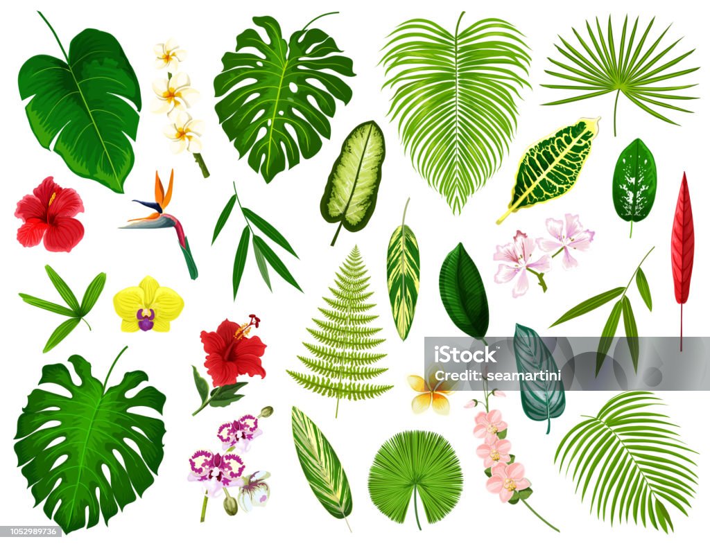 Tropical exotic plants and flowers leaf, vector Tropical leaf and flowers. Vector exotic hibiscus, banana palm or monstera leaf and fern plant, cyperus or orchid and plumeria blossom with spath or peace lily and bamboo Rainforest stock vector