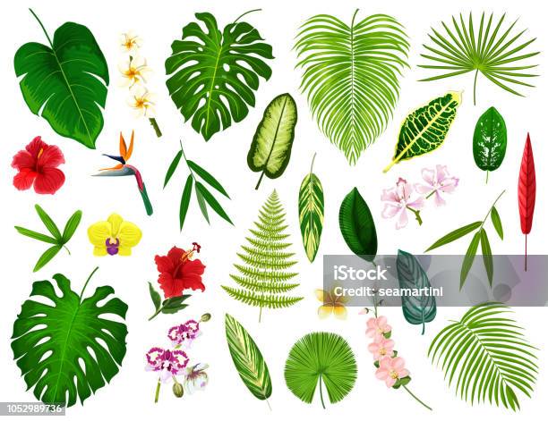 Tropical Exotic Plants And Flowers Leaf Vector Stock Illustration - Download Image Now - Rainforest, Flower, Hibiscus