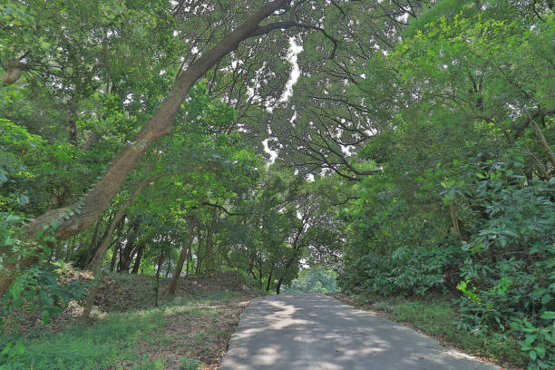 istock a Country road running through deciduous forest 1052990782
