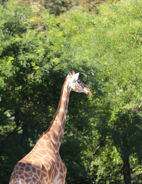 istock big giraffe with long neck on natural park 1052990848