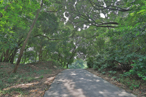 istock a Country road running through deciduous forest 1052990854