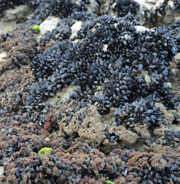 istock many black mussels on the rock 1052991410