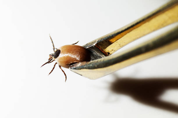 Closeup of engorged tick held by tweezers isolated on white stock photo