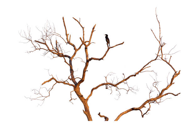 istock A red cormorant perched on a dead branch 1052997392