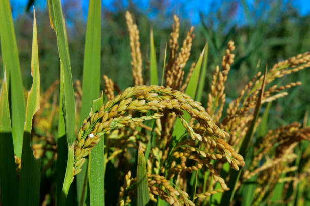 istock Mature rice in the field 1052997474