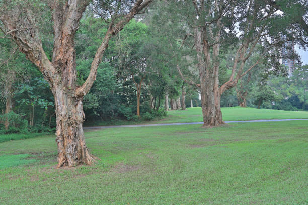istock a big treee at the gold club 1052997660
