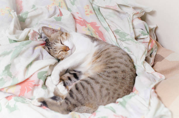 istock Striped cat is sleeping in the blanket at summer midnight 1053000828