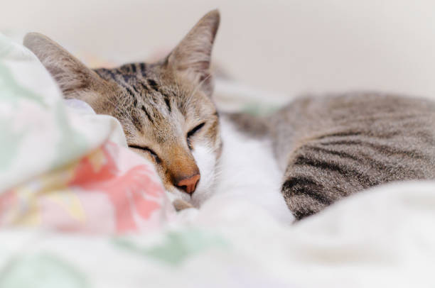 istock Striped cat is sleeping in the blanket at summer midnight 1053000846