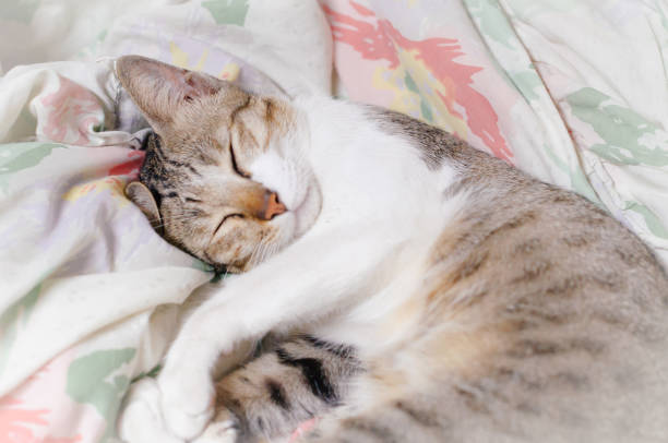 istock Striped cat is sleeping in the blanket at summer midnight 1053000848