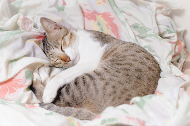 istock Striped cat is sleeping in the blanket at summer midnight 1053000856