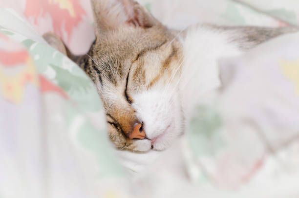 istock Striped cat is sleeping in the blanket at summer midnight 1053000896