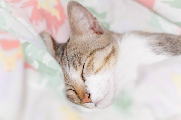 istock Striped cat is sleeping in the blanket at summer midnight 1053000914