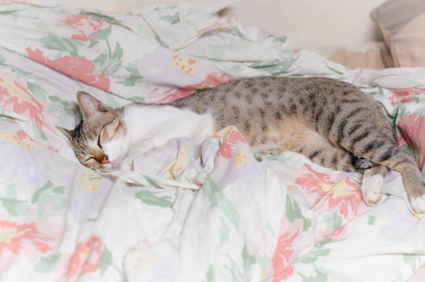 istock Striped cat is sleeping in the blanket at summer midnight 1053000926