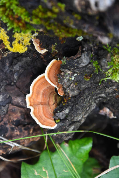 istock Trametes bracket fungus on dead trunk 1053000984