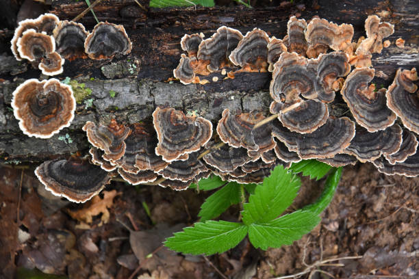 istock Trametes bracket fungus on dead trunk 1053004118