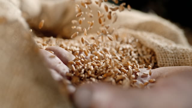 SLO MO Wheat grains falling on a hand