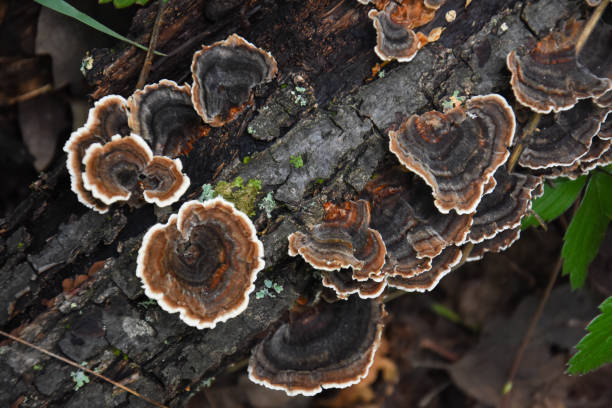 istock Trametes bracket fungus on dead trunk 1053004260