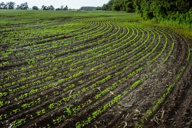 istock Soybean pods on the farm field 1053004770