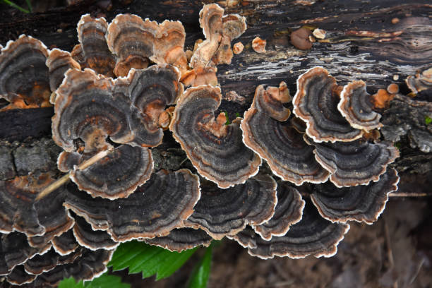 istock Trametes bracket fungus on dead trunk 1053004896