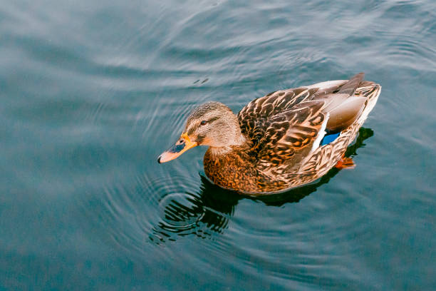 istock big duck floating on the river 1053009212