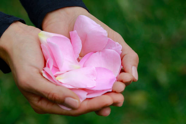 Hand holding res rose out of circle, isolated on white backgrounds