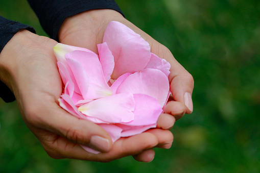 Woman Hand Holding Pink Rose