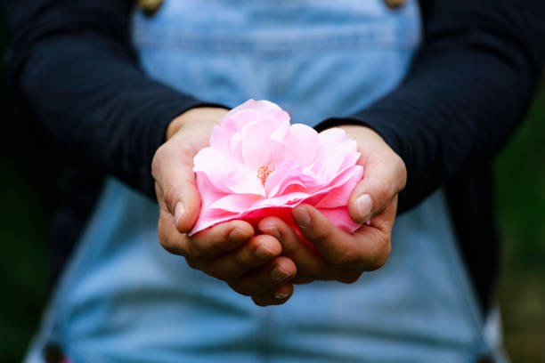 Woman Hand Holding Pink Rose