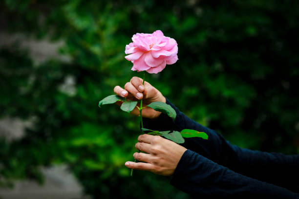 Woman Hand Holding Pink Rose
