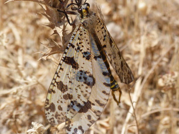istock Butterfly, Andros island, Cyclades, Greece 1053013486
