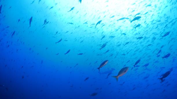 istock Pacific Creole fish schooling under sea surface, Darwin Island, Galapagos 1053013554