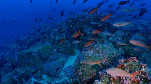 crioulo do pacífico peixe escolaridade no fundo de recifes de corais, galápagos - mulato - fotografias e filmes do acervo
