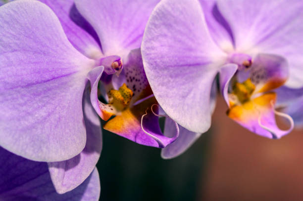 istock Orchid Flowers On Blurred Background. Decoration Concept. 1053015284
