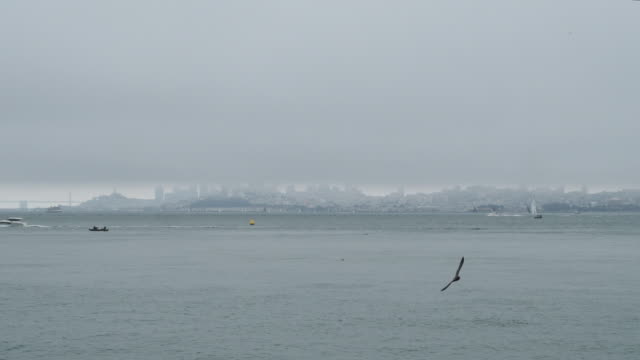 Foggy view of San Francisco skyline and San Francisco Oakland Bay Bridge with boats and birds