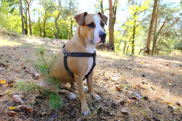 istock Cute dog sitting in pine forest 1053022094